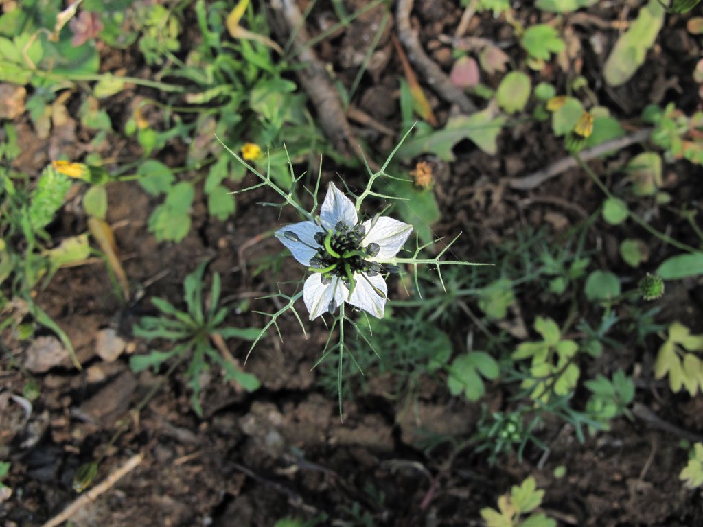 Nigella damascena